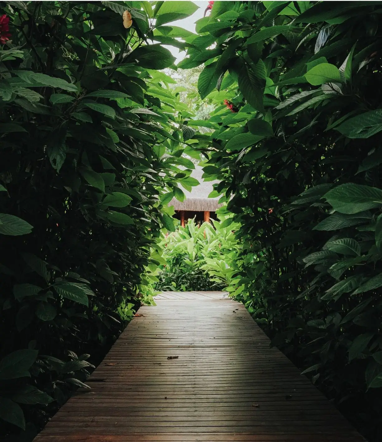 Deck de madeira entre a vegetação