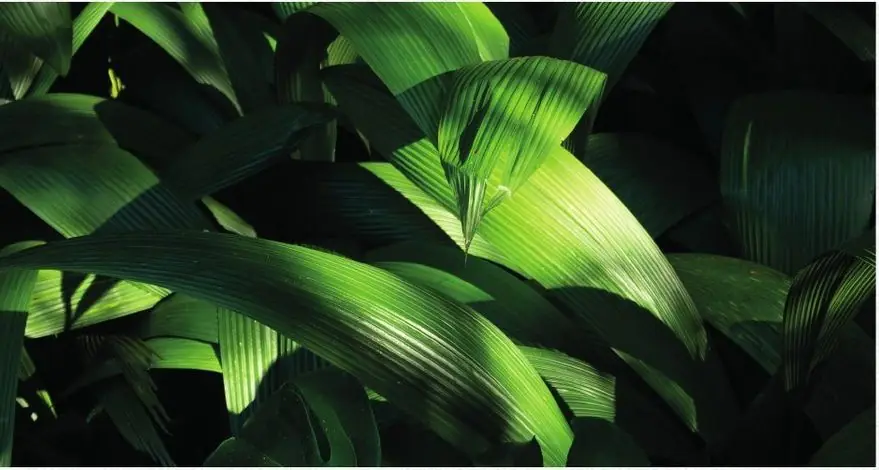 Folhagem tropical em detalhe